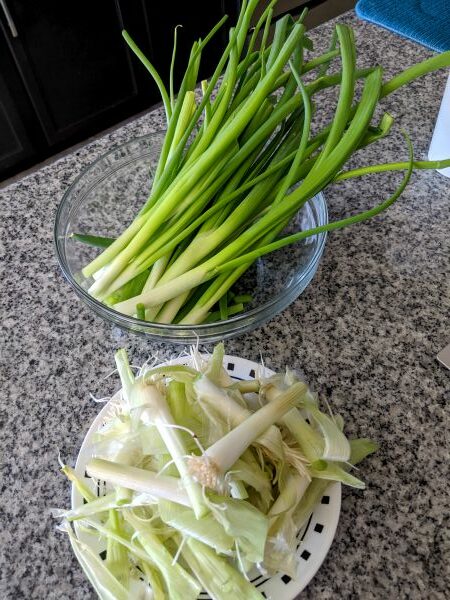 Green Onions, stems and roots
