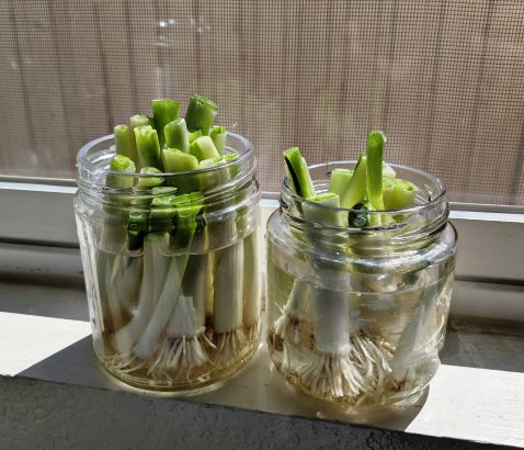 Green Onions growing in jars