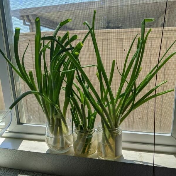 Green Onions in glass jars on windowsill