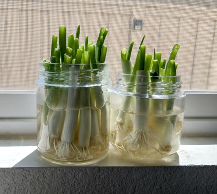 Green Onions growing in glass dishes