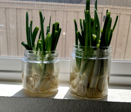 Green Onions Growing in glass dishes