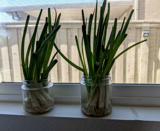 Green Onions growing on windowsill