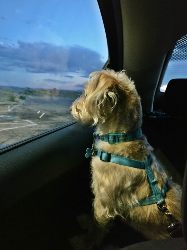 Dog looking out car window.