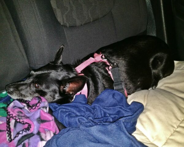 Dog sleeping in car.