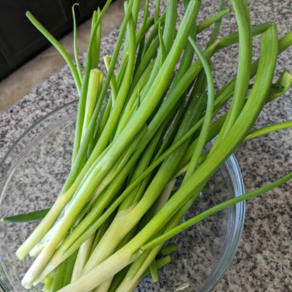 Read more about the article Drying Green Onions in The Oven