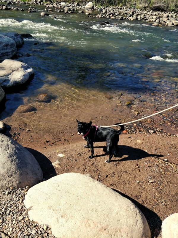 Small black dog near stream