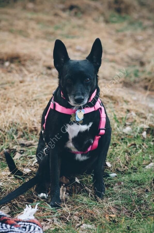 Grecobon Pups - Nellie Photo Credit - Chandon Photography