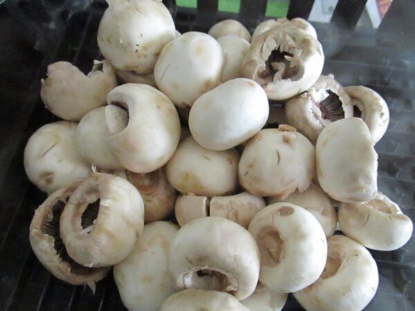 Mushrooms before being marinated