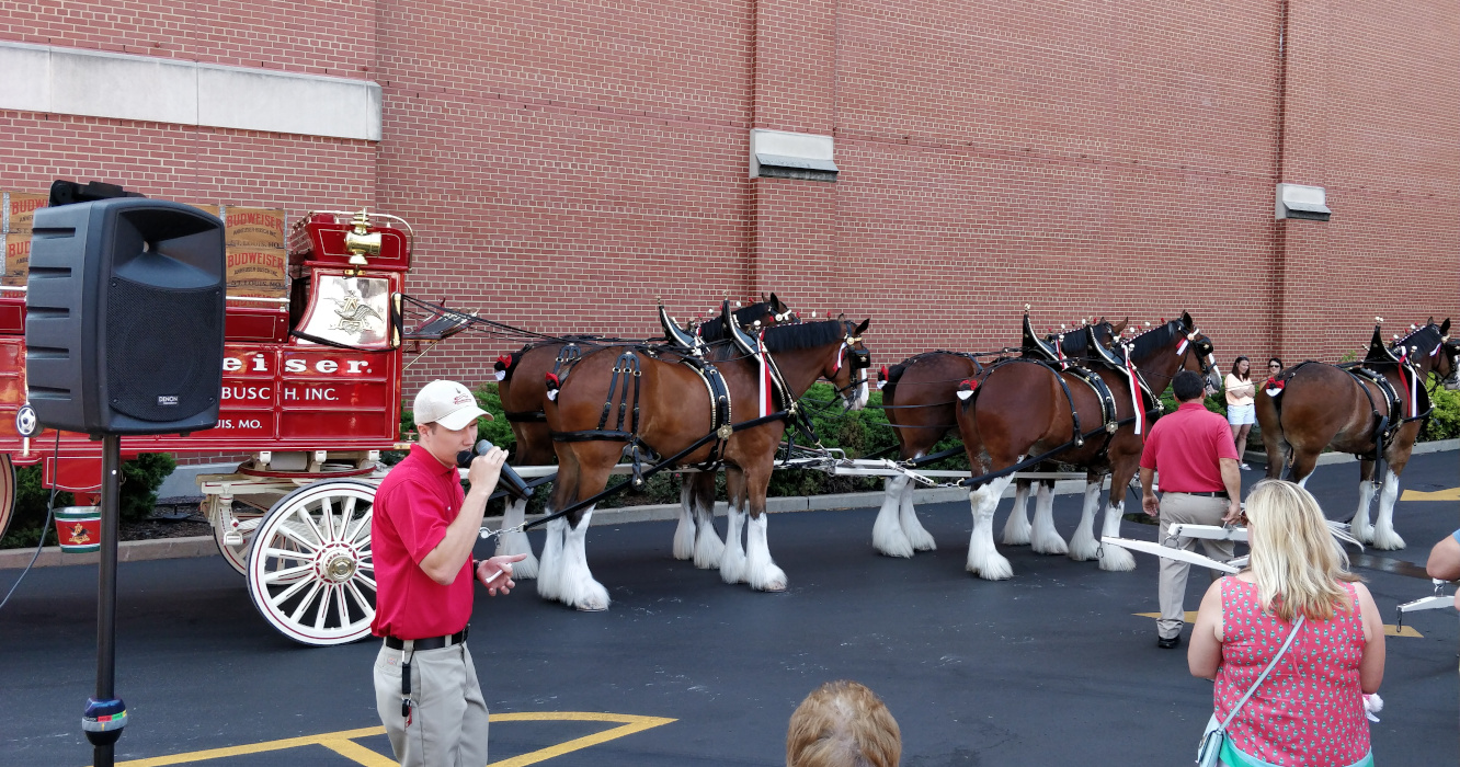 Budweiser Brewery Experience Budweiser Clydesdales