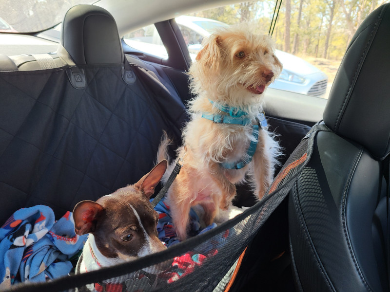 Dogs very excited for their trip to Grand Canyon National Park.