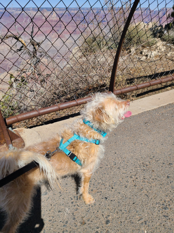 Exploring the Grand Canyon with Dogs