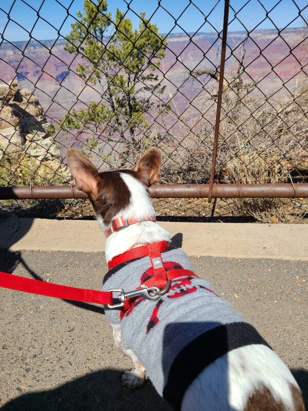 Exploring the Grand Canyon with Dogs