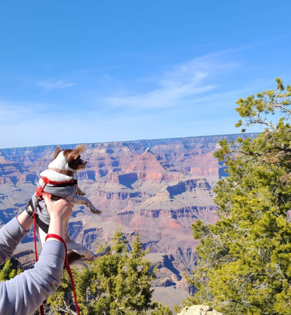 Exploring the Grand Canyon with Dogs