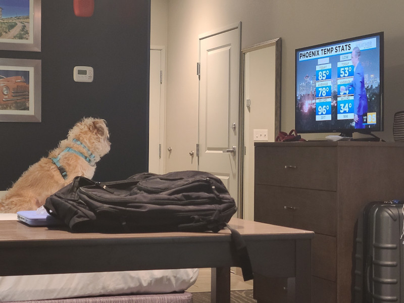 Dog watching the weather report from a hotel.