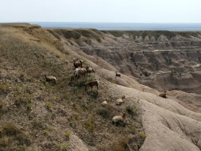 Big Horn Sheep in Badlands NP