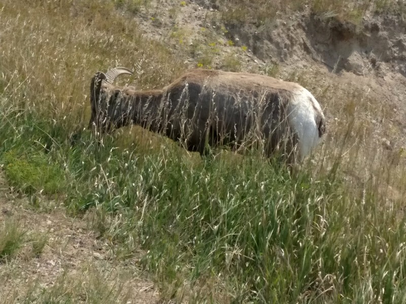 Big Horn Sheep in Badlands NP