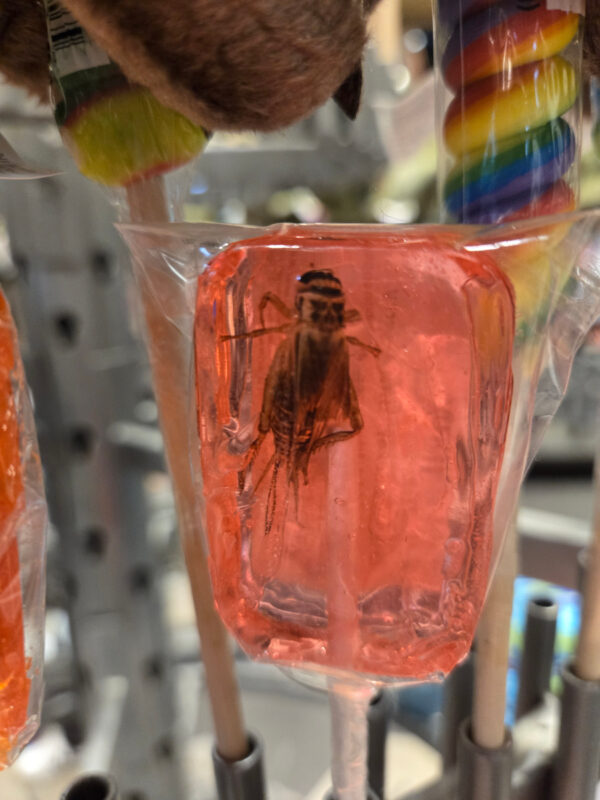 Lollipop with Bug in it at Jurassic World Gift Shop at Universal Studios Hollywood Lower Lot