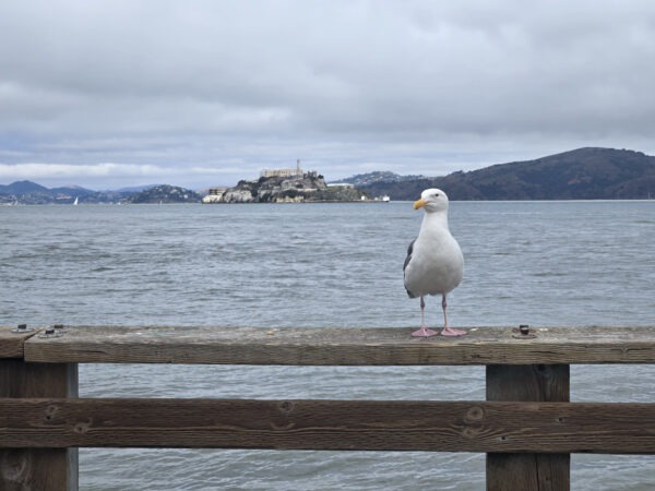 Seagull with Alcatraz in the background at Pier 39 - San Francisco