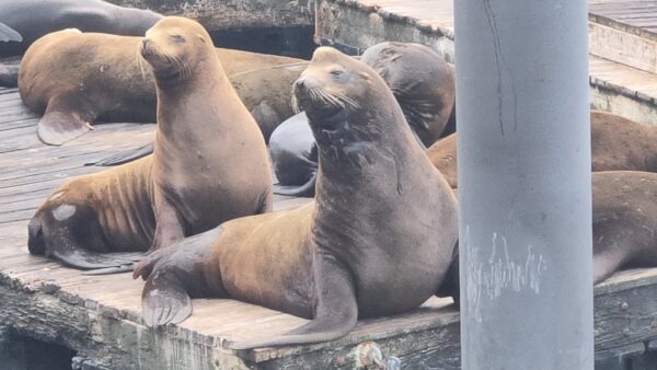Sea Lions at Pier 39 - San Francisco, California