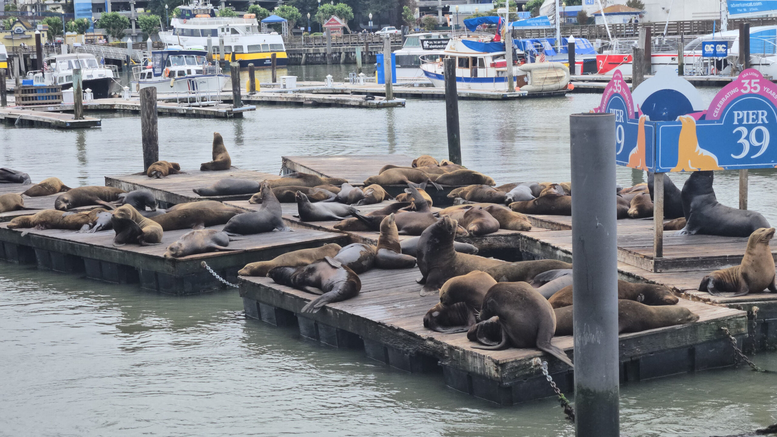 Sea Lions at Pier 39 - San Francisco, California