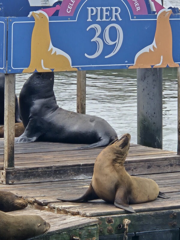 Sea Lions at Pier 39 - San Francisco, California