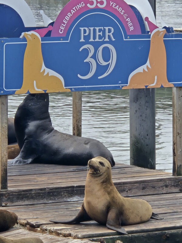 Sea Lions at Pier 39 - San Francisco, California