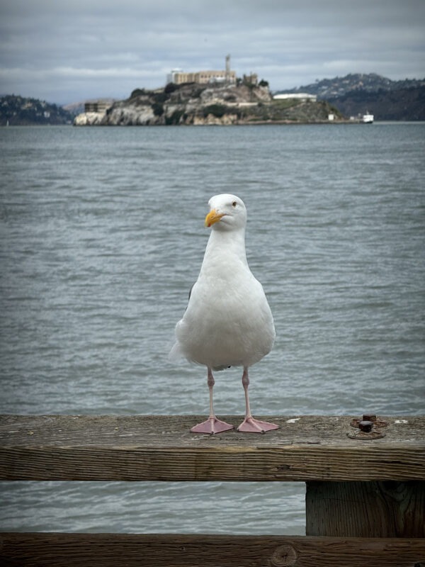 Seagull with Alcatraz in the background at Pier 39 - San Francisco