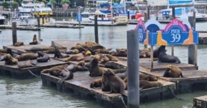 Read more about the article Pier 39 Sea Lions – San Francisco