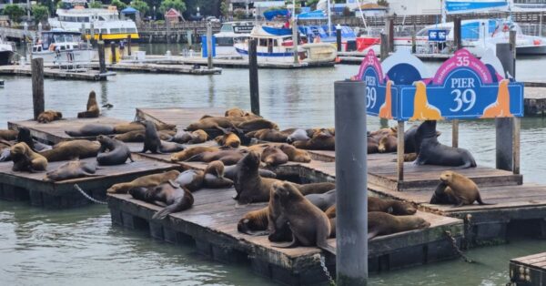 Sea Lions at Pier 39